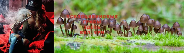 PSILOCYBIN Алзамай